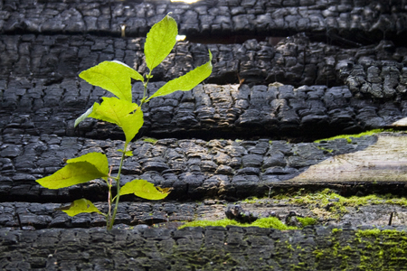 A green sprout on a burnt-out wooden wallの写真素材