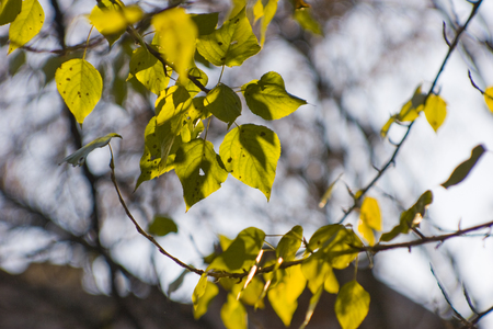 Green tree leaves in the sun shine through the skyの写真素材