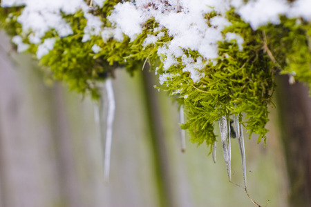 Green moss covered with snow with icicles on a piece of woodの写真素材