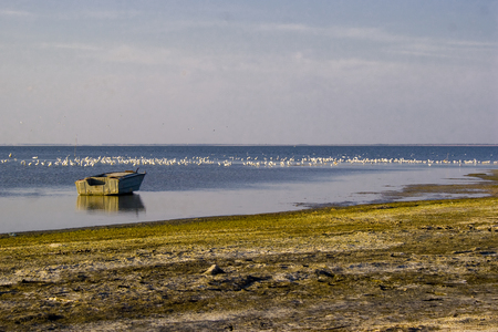 A boat by the shore and a flock of birds in the sea. Beach covered with yellow slimeの写真素材