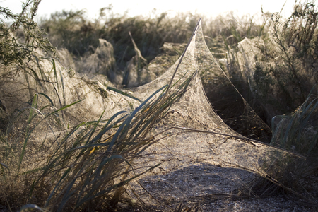 Cobweb-covered plants illuminated by the sunの写真素材