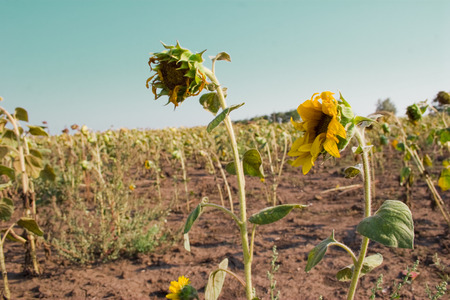 Ripe sunflowers on the fieldの写真素材