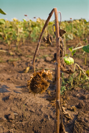 Ripe sunflowers on the fieldの写真素材