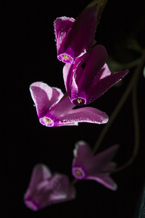 Pink cyclamen flowers on a black background in drops of dewの写真素材