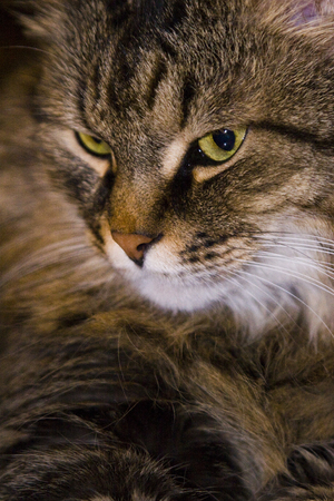 Muzzle of a cat close-up in brown tonesの写真素材