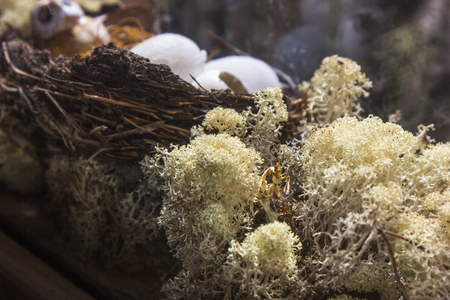 Nest with eggs in moss and one brokenの写真素材