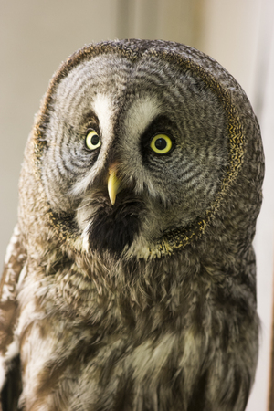 Portrait Owl close-up looks at usの写真素材