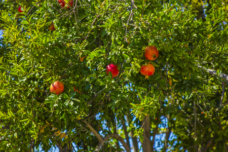 tree with fruits of pomegranateの写真素材