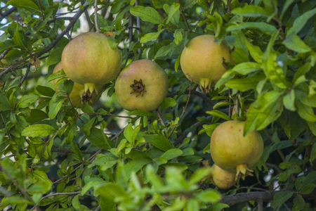 tree with fruits of pomegranateの写真素材