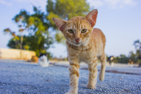 Cat close-up on the street near the Hala-Sultan-Tekke Mosqueの写真素材