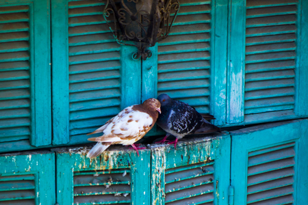 A pair of pigeons cooing at a window in Cyprusの写真素材