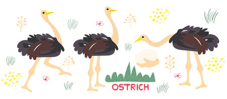 Set of cute ostrich handdrawn vector illustration. Ostrich cartoon character with lettering. Exotic animal with long neck isolated on white backgroundのイラスト素材