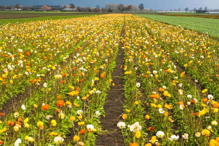Spring field with blooming poppies background. Freshness springtime wallpaper. Organic farmland, garden growth. Green natural ecology environment. Decorative surface. Scenic photoの写真素材