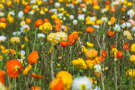 Close up of spring field with blooming poppies background. Freshness springtime wallpaper. Organic farmland garden growth. Green natural ecology banner. Photo with copy spaceの写真素材
