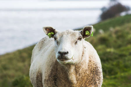 Sustainable livestock concept. Sheep on a green field. Domestic furry and fluffy cute animal. Eco farmland, countryside, pasture. Close up portret picture with copy spaceの写真素材