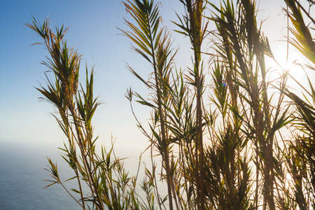 Pampas grass outdoor in light pastel colors. Dry reeds boho style. White herb in nature with sunlight. Natural eco background with a beautiful spike in the foreground. Scenic photo copy spaceの写真素材