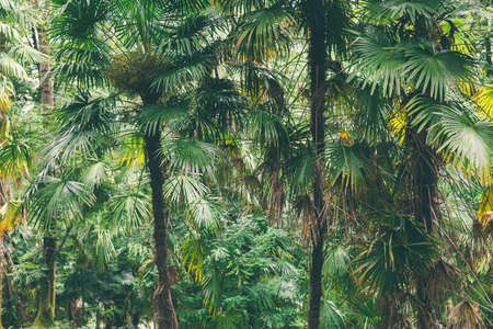 Closeup nature view of green leaf background Flat lay dark nature concept tropical foliage. Dark...