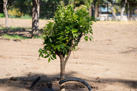 Planting trees in the park. Earth, nature, environment and ecology concept
