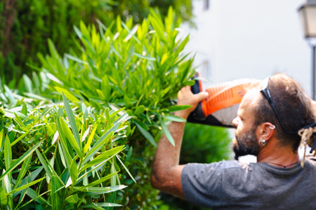 Gardener trimming hedge with electric hedge trimmer in garden outdoor workの写真素材