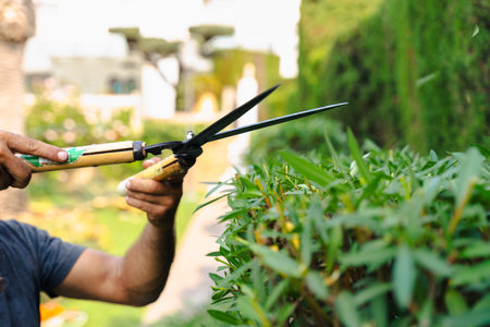 Gardener cutting green hedge with pruning shears in summer backyard gardenの写真素材