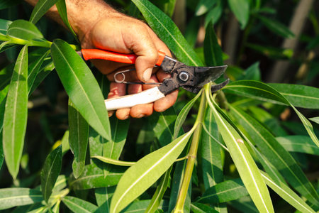 Hand using pruning shears to cut green plant branch in garden during summer careの写真素材