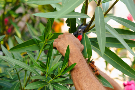 Hand using pruning shears to cut green plant branch in garden during summer careの写真素材