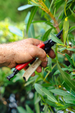 Hand using pruning shears to cut green plant branch in garden during summer careの写真素材