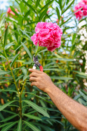 Gardener trimming tall flowering bush with pruning shears in summer gardenの写真素材