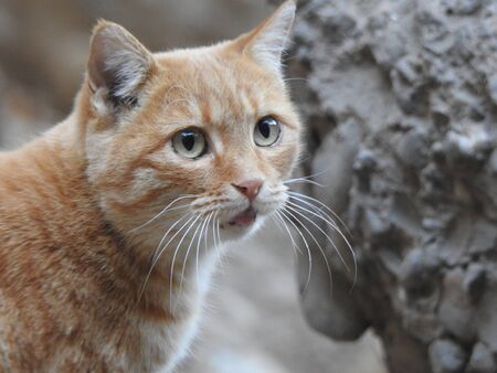 Wildcatのeditorial素材