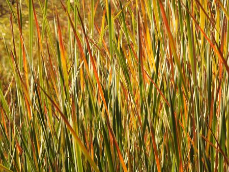 caneのeditorial素材