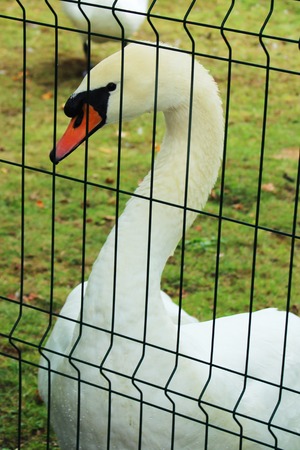 White swan in the cageの写真素材