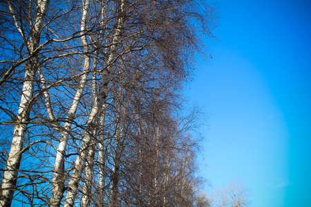 Branches of birch leafless trees against blue skyの写真素材