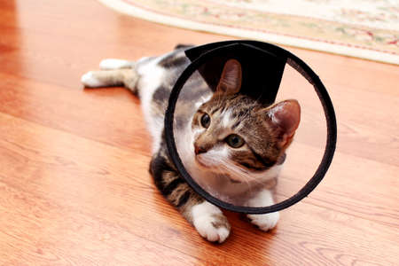 Cat in veterinary collar lying on wooden polished floorの写真素材