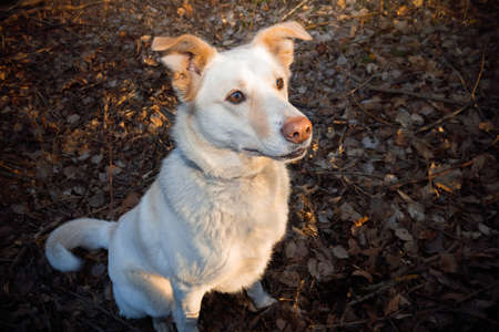 Light wool dog portrait outdoor in background of brown fallen leaves.