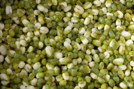 Germinating mung green beans close up. Background.の写真素材