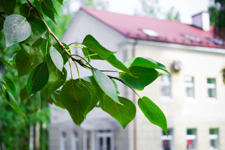 Tree branch with green leaves on background of blurred house. Summer landscape.の写真素材