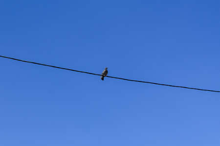 Dove sitting on electric wire against a blue skyの写真素材