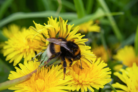 Bumblebee on dandelion flowers on background of green grass, close-up.