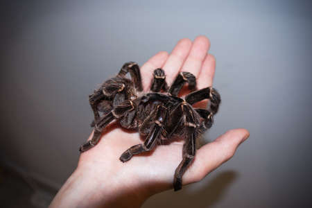 Large brown tarantula spider on the palm of woman or child, close-up