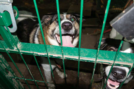 Two white-brown dogs behind green metal lattice of paddock in dog shelter, happy muzzles with...