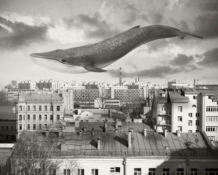 Blue whale flying in the clouds above the roofs of houses, black and white fantastic collageの写真素材