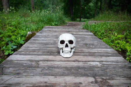 Human skull on gray plank flooring among green grassの写真素材
