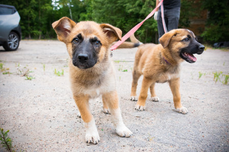 Two light-colored puppies walking on leashes outdoor in the summerの写真素材