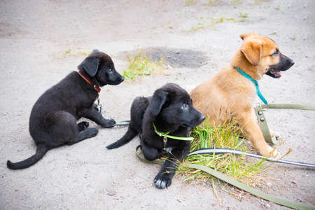 Three puppies, two black and one ginger sitting on leashes outdoorの写真素材