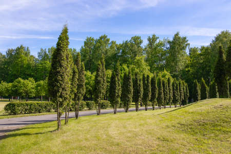Park of green trees under blue sky, alley and mowed lawn, well-groomed landscapeの写真素材