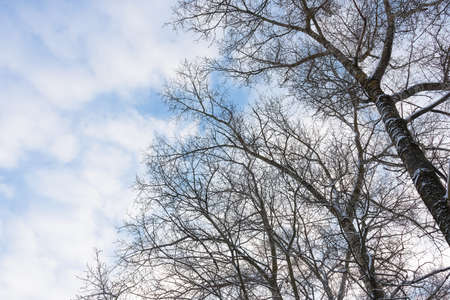 Snow-covered tree branches against blue sky with white clouds