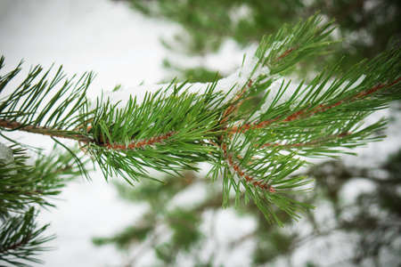 Green coniferous branch close up with snow
