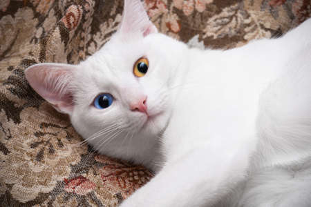 Portrait of white cat with different eyes - blue and yellow, lying on brown bedspreadの写真素材