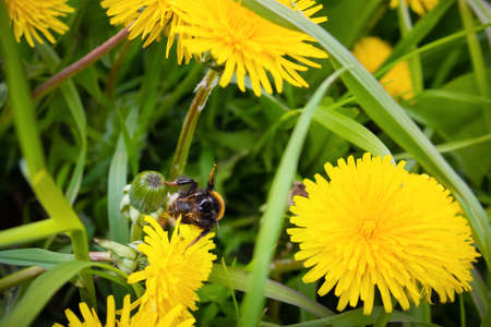 Bumblebee on yellow blooming dandelions among green grass, close-up.