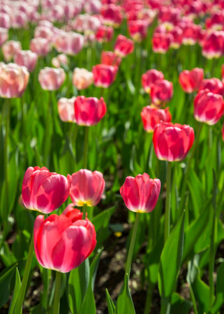 Colorful Fresh Spring Tulips Flowers Nature Landscape Background Natural Light Selective Focusの写真素材